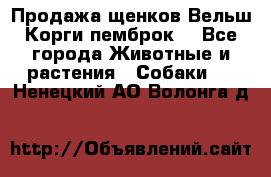 Продажа щенков Вельш Корги пемброк  - Все города Животные и растения » Собаки   . Ненецкий АО,Волонга д.